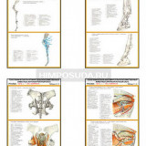 Плакаты ПРОФТЕХ "Топографическая анатомия. Лошадь. Таз и конечности" (22 пл, винил, 70х100)
