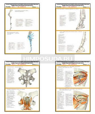 Плакаты ПРОФТЕХ &quot;Топографическая анатомия. Лошадь. Таз и конечности&quot; (22 пл, винил, 70х100) 