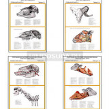 Плакаты ПРОФТЕХ "Топографическая анатомия. Овца, баран. Голова и шея" (7 пл, винил, 70х100)