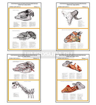 Плакаты ПРОФТЕХ &quot;Топографическая анатомия. Овца, баран. Голова и шея&quot; (7 пл, винил, 70х100) 