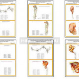 Плакаты ПРОФТЕХ "Топографическая анатомия. Овца, баран. Таз и конечности" (10 пл, винил, 70х100)