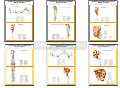 Плакаты ПРОФТЕХ &quot;Топографическая анатомия. Овца, баран. Таз и конечности&quot; (10 пл, винил, 70х100) 