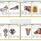 Плакаты ПРОФТЕХ "Топографическая анатомия. Свинья. Голова и шея" (11 пл, винил, 70х100)