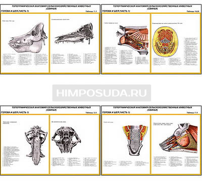 Плакаты ПРОФТЕХ &quot;Топографическая анатомия. Свинья. Голова и шея&quot; (11 пл, винил, 70х100) 