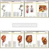Плакаты ПРОФТЕХ "Топографическая анатомия. Свинья. Таз и конечности" (13 пл, винил, 70х100)