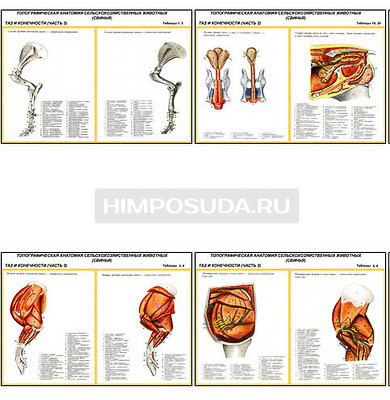 Плакаты ПРОФТЕХ &quot;Топографическая анатомия. Свинья. Таз и конечности&quot; (13 пл, винил, 70х100) 
