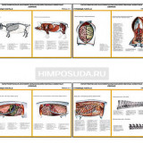 Плакаты ПРОФТЕХ "Топографическая анатомия. Свинья. Туловище" (12 пл, винил, 70х100)