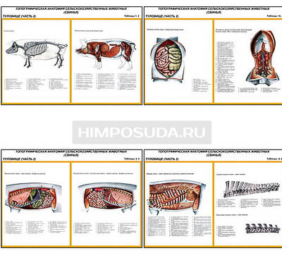 Плакаты ПРОФТЕХ &quot;Топографическая анатомия. Свинья. Туловище&quot; (12 пл, винил, 70х100) 