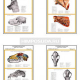 Плакаты ПРОФТЕХ "Топографическая анатомия. Собака. Голова и шея" (13 пл, винил, 70х100)