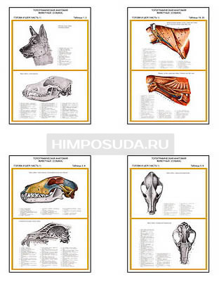 Плакаты ПРОФТЕХ &quot;Топографическая анатомия. Собака. Голова и шея&quot; (13 пл, винил, 70х100) 