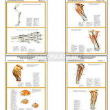 Плакаты ПРОФТЕХ "Топографическая анатомия. Собака. Таз и конечности" (11 пл, винил, 70х100)