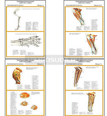 Плакаты ПРОФТЕХ &quot;Топографическая анатомия. Собака. Таз и конечности&quot; (11 пл, винил, 70х100) 