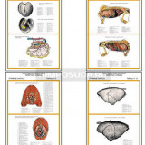 Плакаты ПРОФТЕХ "Топографическая анатомия. Собака. Туловище" (11 пл, винил, 70х100)
