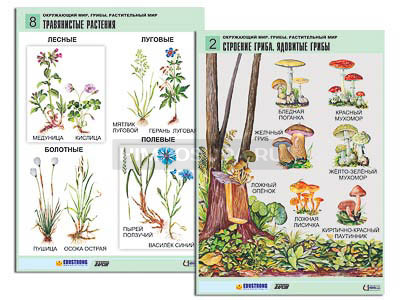 Комплект таблиц для начальная школа &quot;Окружающий мир. Грибы. Растительный мир&quot; (12 табл., формат А1, лам.) 