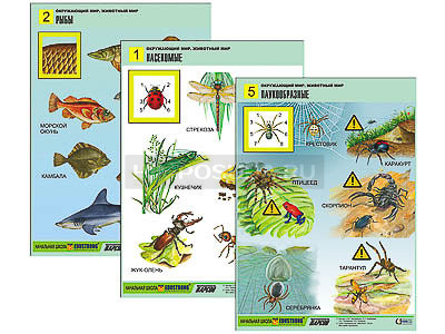 Комплект таблиц для начальная школа &quot;Окружающий мир. Животный мир&quot; (8 табл., А1, лам.) 