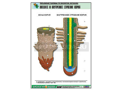 Рельефная таблица &quot;Внешнее и внутреннее строение корня&quot; (формат А1, матовое ламинир.) 
