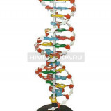 Модель структуры ДНК (разборная)