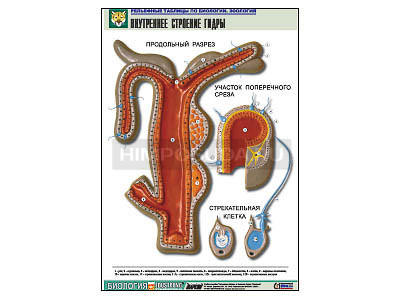Рельефная таблица &quot;Внутреннее строение гидры&quot; (формат А1, матовое ламинир.) 