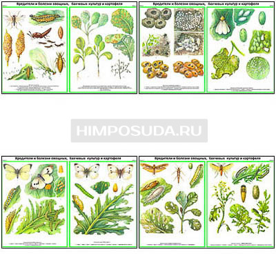 Плакаты ПРОФТЕХ &quot;Вредители, болезни овощных, бахчевых, картофельных культур&quot; Часть 1 (22 пл, винил, 70х100) 