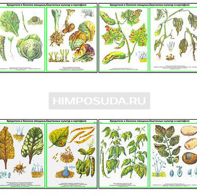 Плакаты ПРОФТЕХ &quot;Вредители, болезни овощных, бахчевых, картофельных культур&quot; Часть 2 (22 пл, винил, 70х100) 