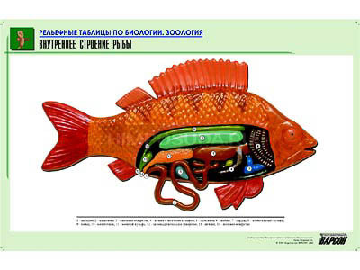 Рельефная таблица &quot;Внутреннее строение рыбы&quot; (формат А1, матовое ламинир.) 