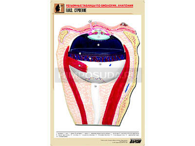 Рельефная таблица &quot;Глаз. Строение&quot; (формат А1, матовое ламинир.) 