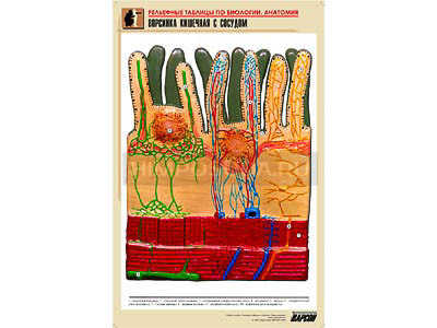 Рельефная таблица &quot;Ворсинка кишечная с сосудом&quot; (формат А1, матовое ламинир.) 
