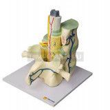 Модель части позвоночника человека