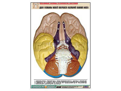 Рельефная таблица &quot;Доли и извилины нижней поверхности полушарий головного мозга&quot; (А1, матовое лам.) 