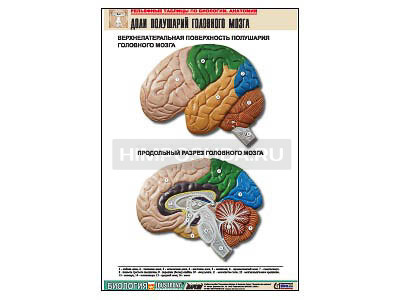 Рельефная таблица &quot;Доли полушарий головного мозга&quot; (формат А1, матовое ламинир.) 