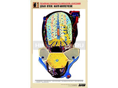 Рельефная таблица &quot;Долька печени. Макро-микростроение&quot; (формат А1, матовое ламинир.) 