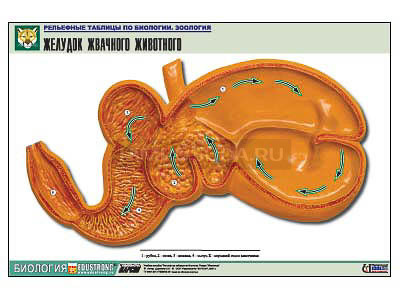 Рельефная таблица &quot;Желудок жвачного животного&quot; (формат А1, матовое ламинир.) 