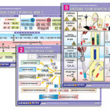 Комплект таблиц по органической химии "Реакции органических веществ" (6 табл., формат А1, лам.)