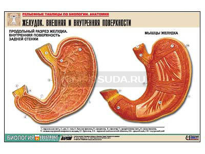 Рельефная таблица &quot;Желудок. Внешняя и внутренняя поверхности&quot; (формат А1, матовое ламинир.) 
