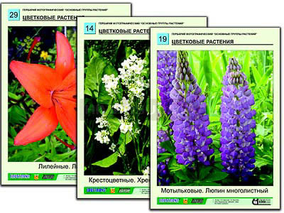 Гербарий фотографический &quot;Основные группы растений&quot; 