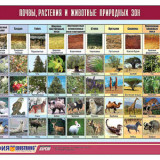 Таблица демонстрационная "Почвы, растения и животные природных зон" (винил 100x140)