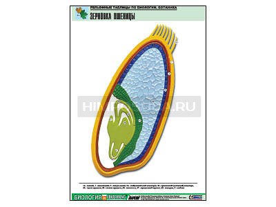 Рельефная таблица &quot;Зерновка пшеницы&quot; (формат А1, матовое ламинир.) 