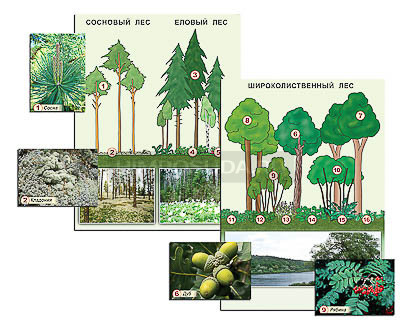 Гербарий фотографический &quot;Растительные сообщества. Лес&quot; (раздаточный) 