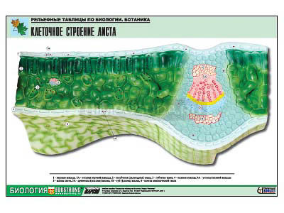 Рельефная таблица &quot;Клеточное строение листа&quot; (формат А1, матовое ламинир.) 