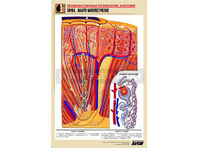 Рельефная таблица &quot;Почка. Макро-микростроение&quot; (формат А1, матовое ламинир.) 