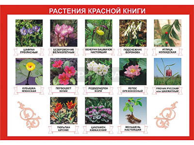 Таблица демонстрационная &quot;Растения Красной книги&quot; (винил 70х100) 