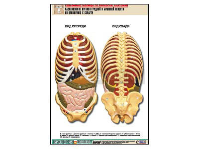 Рельефная таблица &quot;Расположение органов грудной и брюшной полостей по отношению к скелету&quot; (А1, лам.) 