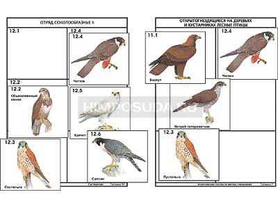 Комплект дидактических карточек: &quot;Систематика и экология птиц&quot; (95 шт., цвет., лам.) 