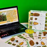 Коллекция натурально-интерактивная "Шишки, плоды, семена деревьев и кустарников"