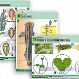 Комплект таблиц по биологии демонстрационный "Ботаника 1" (12 табл., формат А1, лам.)