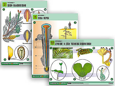 Комплект таблиц по биологии демонстрационный &quot;Ботаника 1&quot; (12 табл., формат А1, лам.) 