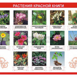 Таблица демонстрационная "Растения Красной книги" (винил 100х140)