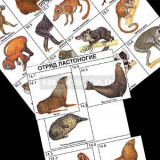 Комплект дидактических карточек: "Систематика и экология млекопитающих" (96 шт., цвет., лам.)