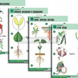 Комплект таблиц по биологии демонстрационный "Ботаника 2" (18 табл., формат А1, лам.)