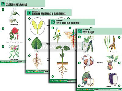 Комплект таблиц по биологии демонстрационный &quot;Ботаника 2&quot; (18 табл., формат А1, лам.) 